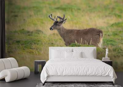 Andean White-tailed Deer on a paramo meadow in Antisana Volcano Ecological Reserve in Ecuadorian Andes Wall mural