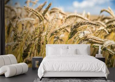 Detail of golden barley with clouds in background Wall mural