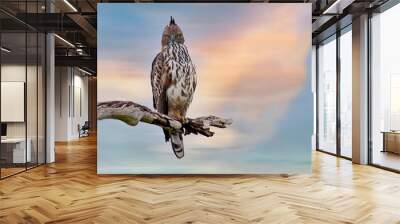 The changeable hawk-eagle (Nisaetus cirrhatus) or crested hawk-eagle is a large bird of prey species. Close-up wildlife photography. Spotted during the safari at Wilpattu national park in Sri Lanka.  Wall mural