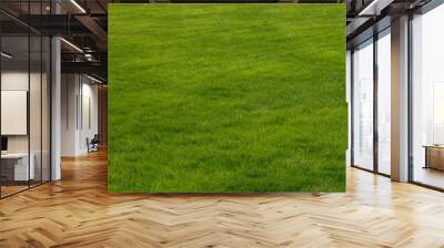 green grass lawn field on a snice summers day Wall mural