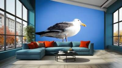 Seagull looking out Wall mural