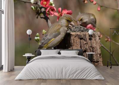 The male European greenfinch or simply the greenfinch, Chloris chloris, sits next to a blossoming branch of a forest fruit tree with reddish flowers and eats sunflower seeds from a garden bird feeder. Wall mural