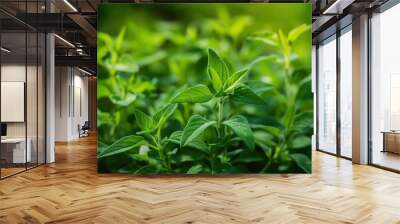 Close-up of fresh green summer savory plant in lush garden setting. Vibrant leaves create sense of depth and perspective. Blurred background suggests natural park or garden environment. Wall mural