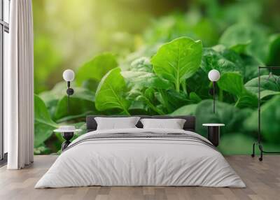 Fresh spinach leaves grow on stem in garden bed. Close-up of green leafy vegetables with blurred outdoor setting. Perfect for health food, eco-friendly, or farm-to-table themes. Wall mural