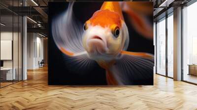 Goldfish swims in black background with vibrant orange body and white fins. Fish head tilted left, fins spread out creating motion effect. Curious expression with open eyes and mouth. Wall mural