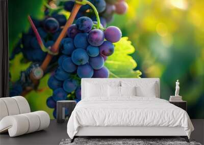 Grapes hang from vine in garden setting with green plants. Fresh purple grapes appear ripe on plant amidst foliage. Close-up shot of fruit and leaves in natural environment. Wall mural