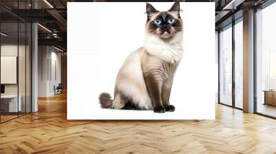 A beautiful Siamese cat with striking blue eyes sits gracefully against a white backdrop, showcasing its elegant fur and unique markings. Wall mural