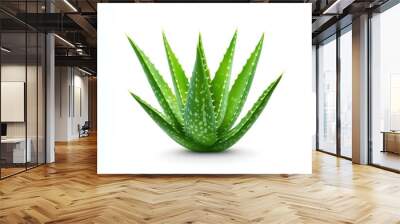 Green Aloe Vera Plant Isolated on White Background Wall mural