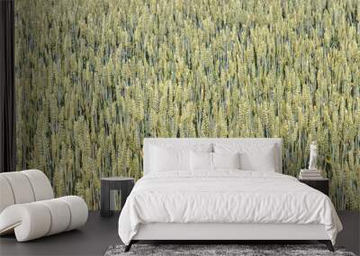 raw cereal growing on field, natural bio texture Wall mural