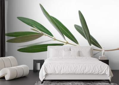 Fresh olive branch leaves isolated on white background Wall mural