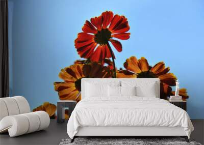 Red-orange flowers against a blue summer sky Wall mural