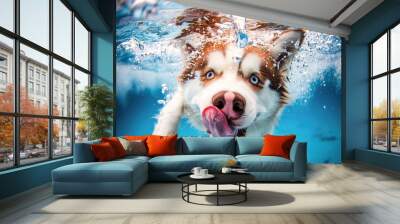 A cute Siberian Husky swims in the underwater, laughing and sticking out its tongue with bobbles. The background is blue and white, which seems to be app-style wallpaper design Wall mural