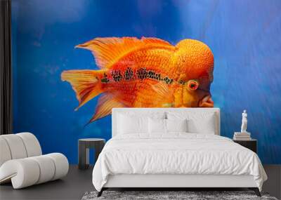 Flowerhorn Cichlid Colorful fish swimming in Aquarium deep blue freshwater fish tank Flower horn fishes are ornamental fish that symbolizes the luck of feng shui in the home of the Asian people Wall mural