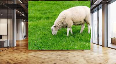 A single white sheep grazing in a lush green field Wall mural