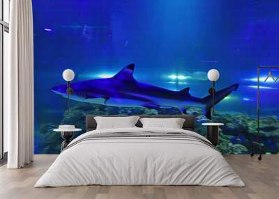 Shark in blue. Underwater world, aquarium. Shark swimming among a school of fish Wall mural