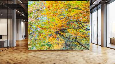 Yellow, orange and red autumn leaves on ground in beautiful fall park. Fallen golden autumn leaves on green grass in sunny morning light yard, toned photo. Fall park landscape background Wall mural