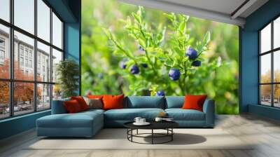 Fresh organic ripe wild blueberries in the bush. Grow naturally in fields Wall mural