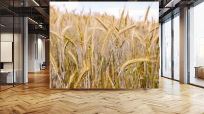 Golden wheat fields on summer day. Agriculture , rural landscape Wall mural