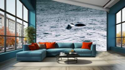 Whale tail in Inside Passage, Alaska Wall mural