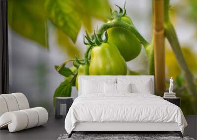 Tomatoes growing in a garden Wall mural