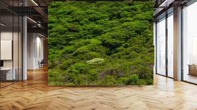 Japanese Mountain Tree Textures for 3D Wall mural