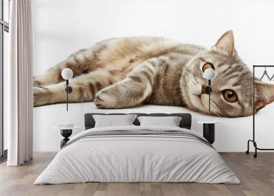 Relaxed Scottish Fold lying down, A Scottish Fold cat lying on its side Wall mural