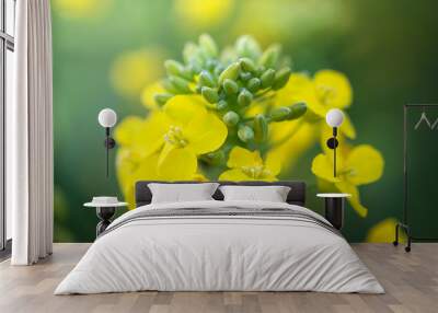 Closeup of flowering colza (rapeseed or canola) plant for green energy, oil industry and honey plant. Rape seed flower macro view on blurred background. Wall mural