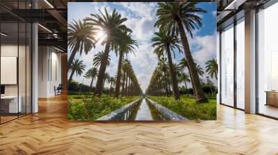 Panorama of Palm trees in The Arab League Park ( Parc de la Ligue Arabe ) in Casablanca, Morocco. Main attraction and beautiful green garden in the center of the city. next to the Cathedral Wall mural