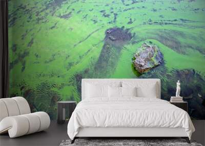 Blooming blue-green algae (Cyanobacteria). Water pollution of rivers and lakes with harmful algal blooms. It is world environmental problem. Ecology concept of polluted nature. Wall mural