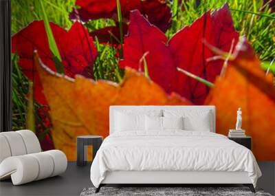 Red autumn leaves on green grass.Colorful view of nature on a bright sunny day close-up. Wall mural