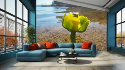 Yellow Nenuphar flower, Water Lily on a lake. Beautiful aquatic plant and flower grows in European ponds and rivers outdoor. Day view close up.  Wall mural