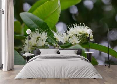 A close up shot of some beautiful white flowers of lemon myrtle tree in natural light, Queensland, Australia.  Wall mural