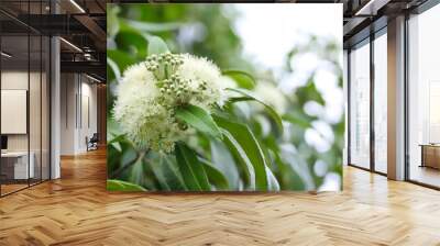 A close up shot of some beautiful white flowers of lemon myrtle tree in natural light, Queensland, Australia.  Wall mural