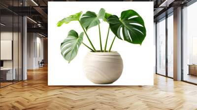 plant in a pot isolated on a transparent background Wall mural