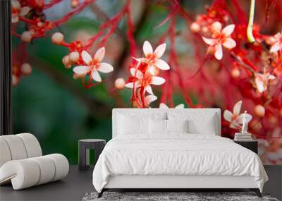 Beautiful blooming spring flowers background, Bali, Indonesia. Wall mural