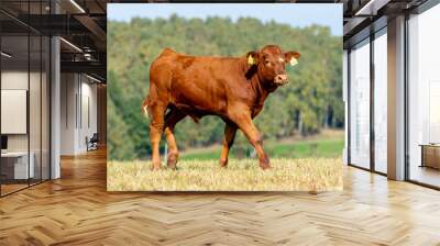 young calf rural life Wall mural