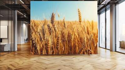 Field of Wheat with Sun Wall mural