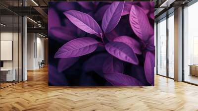 Purple leafed plant close-up Wall mural