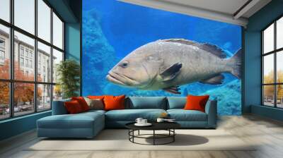 Gray fish Wall mural