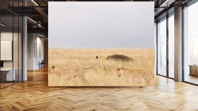 A pair of subadult lioness in open savannah in Masai Mara Kenya Wall mural