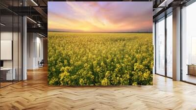 canola field rapeseed plant / sunset time photon image mid-summer Wall mural