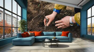 Outdoors in cool weather, close-up of the hands of a man who plants an apple tree in a hole, sprinkling the seedling with earth and leveling the bed, copy space. Wall mural