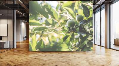 Green immature apples on branches in sunlight Wall mural