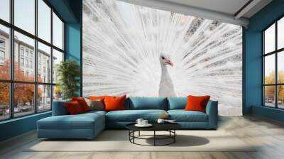 Beautiful white peacock with loose tail in natural environment. Albino peacock. Close up. Wall mural