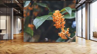 日本の秋10月ごろに咲き始める香りの強い可愛い金木犀 キンモクセイの花 Wall mural