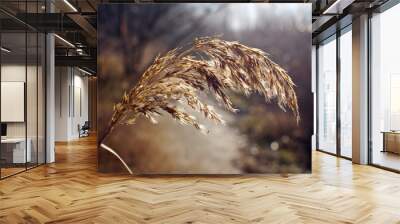 Inflorescence of reeds in the rays of the bright sun Wall mural