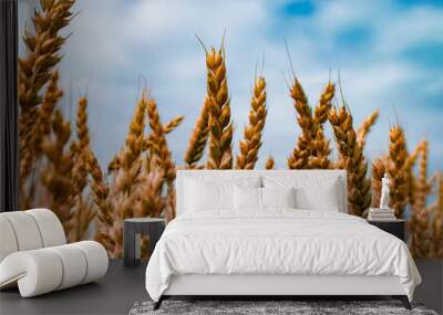 golden ears of wheat against blue sky Wall mural