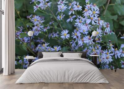 smooth blue aster prairie flower Wall mural