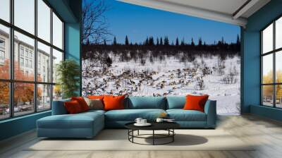 in the far cold north, along a white snow-covered field, a herd of reindeers Wall mural