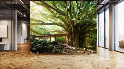 Branches and hanging roots of giant banyan tree growing on famous Pipiwai trail on Maui, Hawaii Wall mural